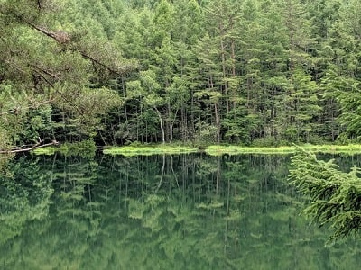 長野県信濃美術館の東山魁夷館所蔵の日本画家、東山魁夷による代表作『緑響く』のもとになった蓼科高原にある御射鹿池の風景。